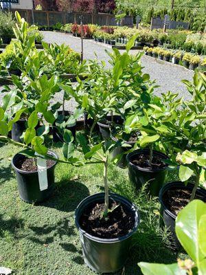 $40 Makrut (Kaffir lime tree)