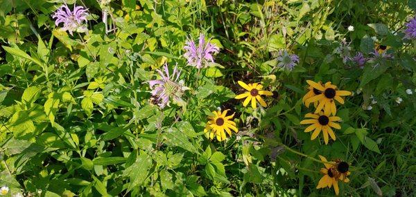 Wildflowers!