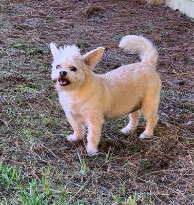 Chester in the play yard