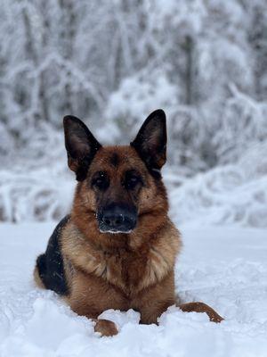 Olympia Kennels