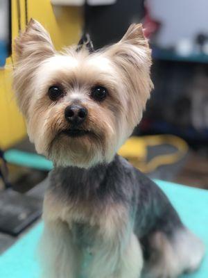 Versace the yorkie with an Asian fusion trim