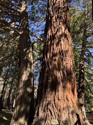 Gorgeous trees