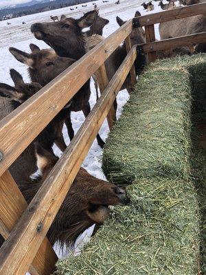 Elk Feeding Off The Sleigh