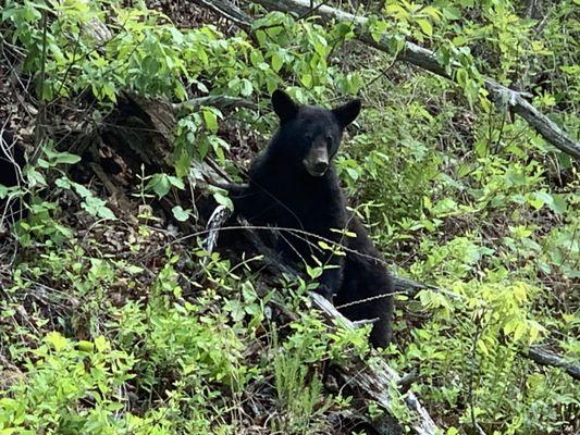 Bear cubs grazing on the hill