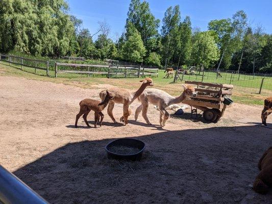 Two adult alpacas and one cria walking