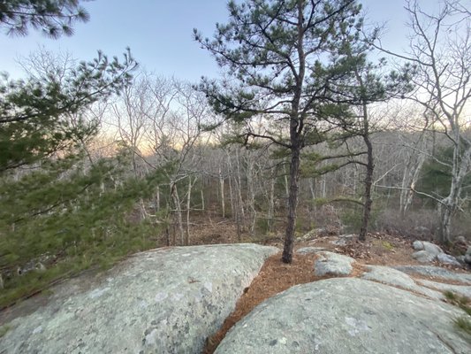 rocks and trees