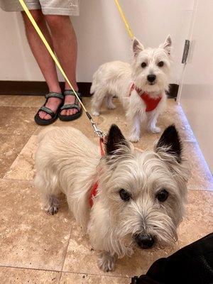 Dogs in exam room