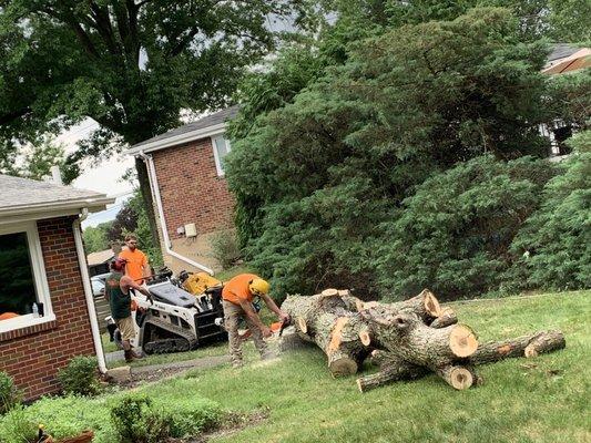 Pittsburgh Lumberjack Tree Service