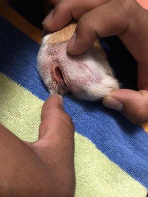 Incision between her toes was an inch in deep, and and inch deep down.