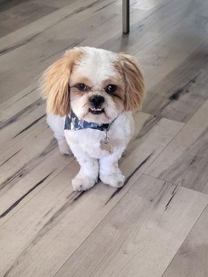 The most handsome Shihtzu mix rescue ever!