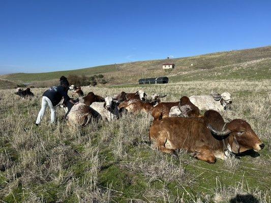 Cows on the hills