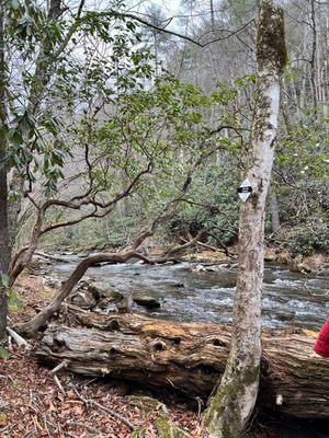 Stream by the paved path