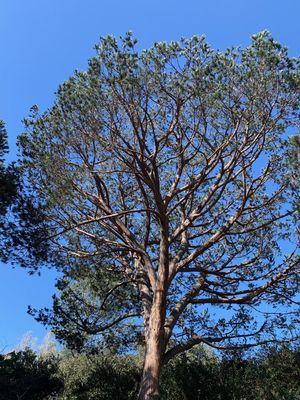 Detailed Italian stone pine prune