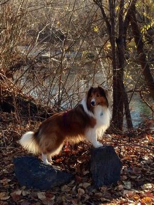 Sammy's Rin Tin Tin pose.  He loves Companions Dog Resort and has been going since he was a little guy.