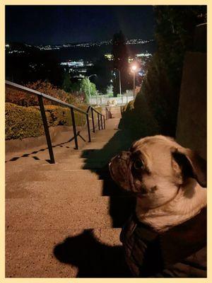 A lovely stroll with my pup. Stairs today! :-)