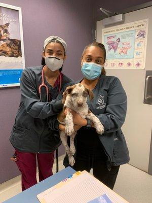 Dr. Plummer and her staff checking out one of our foster puppies!