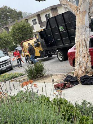 Economy Tree Service