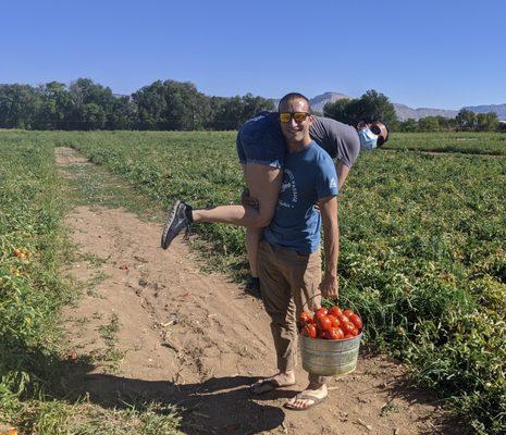 Picking the best tomatoes with help!