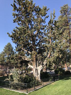 Old western juniper, fenced off