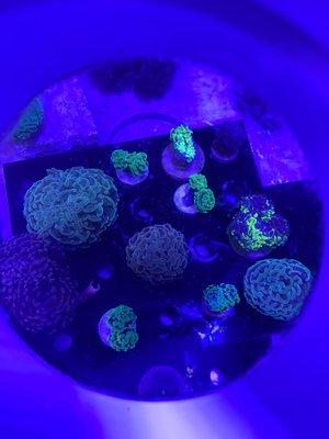 We are an aquarium maintenance company, one benefit to us is as a customer you get to cherry pick from our vast selection of coral and fish!