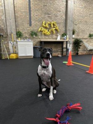 Pit bull terrier at Bosly's Backyard