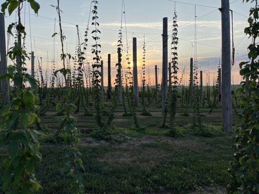 Hop field