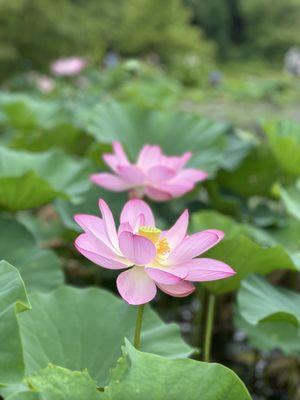 Kenilworth Aquatic Gardens