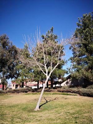 A tree getting its lean on