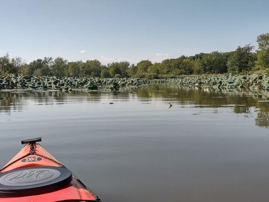 Paddling through the lily pads!