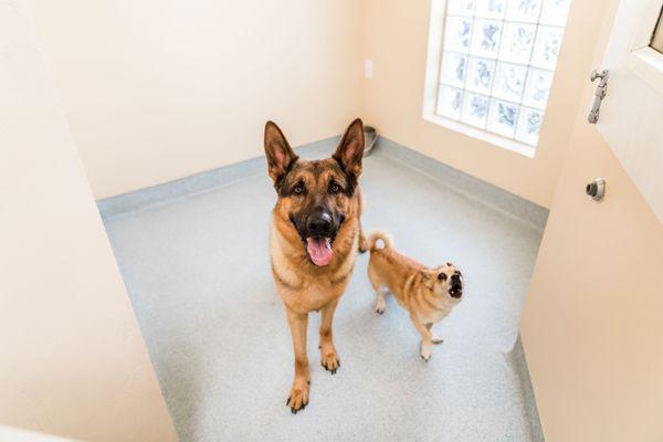 Some Boarding Guests