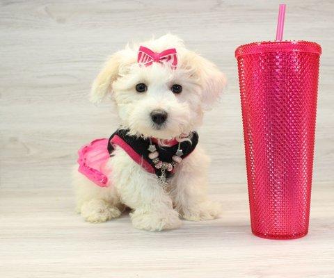 Teacup & Toy Puppies for sale