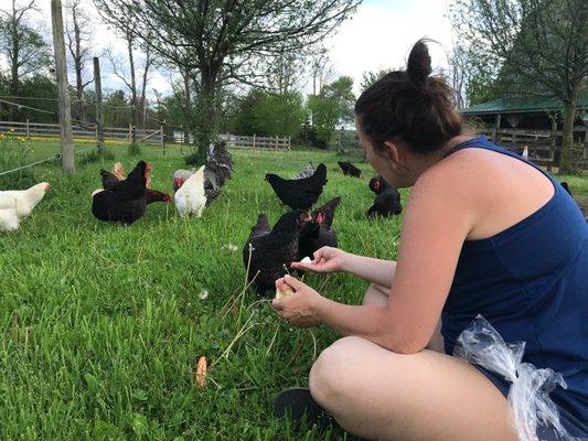 Feeding the chickens apples