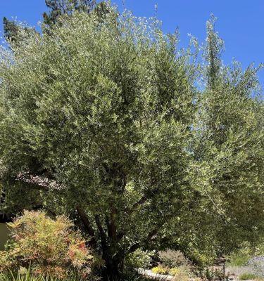 Olive tree before pruning