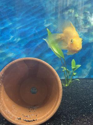 Blood parrot fish laying eggs