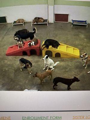 Dogs at daycare