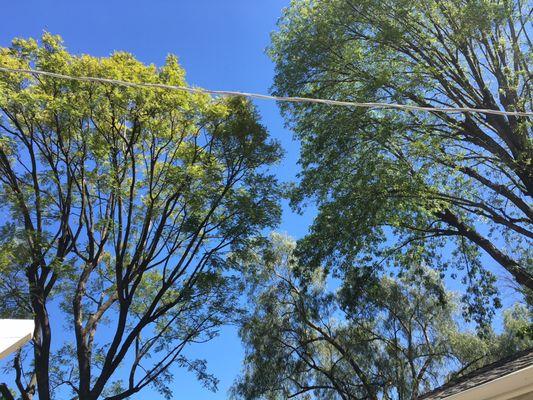 Jacaranda, back yard, on left, pepper tree and Ash in the front, Ash on the right.  almost 3 mos after trimming.