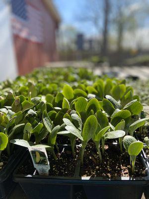 Gold zucchini plant starts ready for your garden.