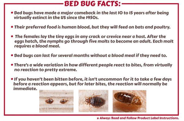 Bed Bug Facts