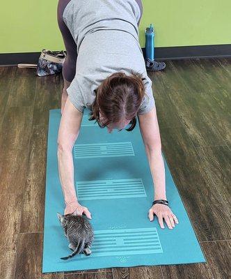 Yoga with kittens