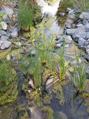 Peaceful and tranquil little creek