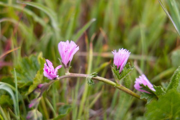 pink flowers