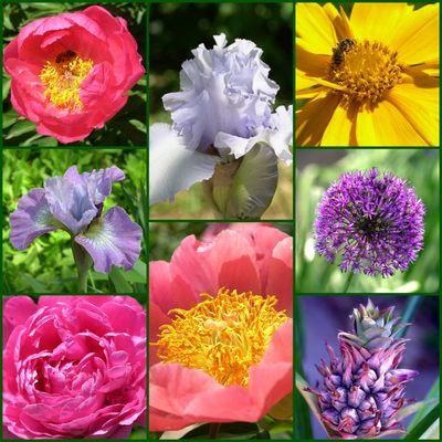 A collage of some of the flowers blooming in early May. The irises and peonies were particularly outstanding.