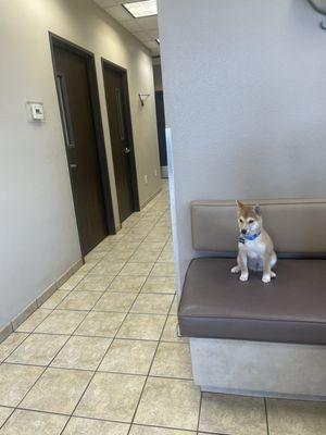 Kimchi as a puppy (3months) waiting in the lobby for his 1st veterinary visit for his 1st round of shots & check-up.