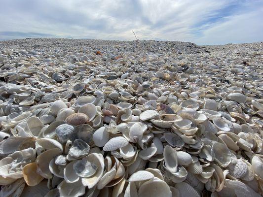 Paddled to a sandbar full of shells