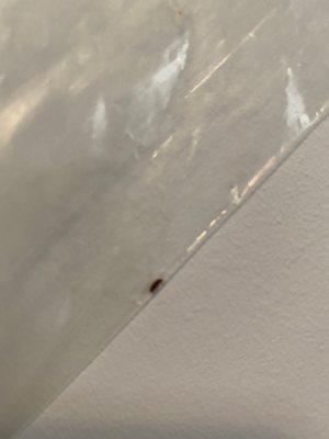 Bugs in bedroom. All over ceiling and windows