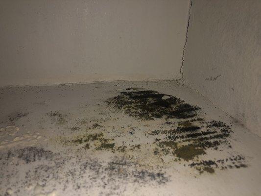 mold in kitchen cabinet