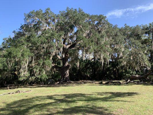 Fairchild Oak