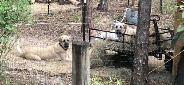 Suwannee River Kiko Farms Anatolian Shepherd Guardian dogs from left, SOLOMAN $ Sheba.