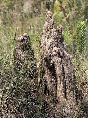 Alligator Flag Preserve