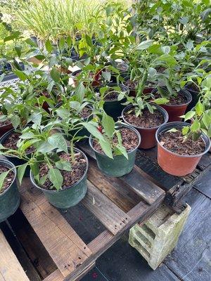 Pepper  plants